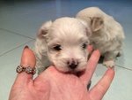 Vendo Cuccioli di Maltese