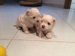 Vendo Cuccioli di Maltese - Foto n. 5