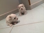 Vendo Cuccioli di Maltese - Foto n. 8