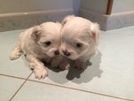 Vendo Cuccioli di Maltese - Foto n. 9