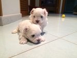 Vendo Cuccioli di Maltese - Foto n. 10