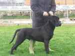 Meravigliosi Cuccioli cane Corso Allevatore per Passione dal 1990 Campioni in Tutto il Mondo Dispone - Foto n. 2