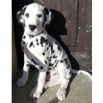 cuccioli dalmata altissima genealogia