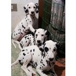 Cuccioli Dalmata Altissima Genealogia - Foto n. 2