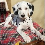 Cuccioli Dalmata Altissima Genealogia - Foto n. 3