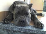 Meravigliosi Cuccioli cane Corso Allevatore per Passione dal 1990 Campioni in Tutto il Mondo Dispone - Foto n. 3