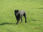 Meravigliosi Cuccioli cane Corso Allevatore per Passione dal 1990 Campioni in Tutto il Mondo Dispone - Foto n. 4