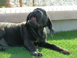 Meravigliosi Cuccioli cane Corso Allevatore per Passione dal 1990 Campioni in Tutto il Mondo Dispone - Foto n. 5