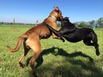 Meravigliosi Cuccioli cane Corso Allevatore per Passione dal 1990 Campioni in Tutto il Mondo Dispone - Foto n. 6