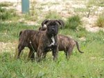 Meravigliosi Cuccioli cane Corso Allevatore per Passione dal 1990 Campioni in Tutto il Mondo Dispone - Foto n. 8