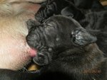 Meravigliosi Cuccioli cane Corso Allevatore per Passione dal 1990 Campioni in Tutto il Mondo Dispone - Foto n. 9