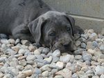 Meravigliosi Cuccioli cane Corso Allevatore per Passione dal 1990 Campioni in Tutto il Mondo Dispone - Foto n. 10