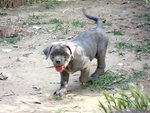 Bellissime Cucciole cane Corso - Foto n. 2