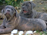 Bellissime Cucciole cane Corso - Foto n. 4