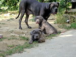 Bellissime Cucciole cane Corso - Foto n. 6
