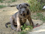 Bellissime Cucciole cane Corso - Foto n. 7
