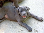 Bellissime Cucciole cane Corso