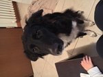 🐶 Border Collie femmina di 8 anni e 2 mesi in adozione a Udine (UD) e in tutta Italia da privato