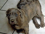 Bellissime Cucciole cane Corso - Foto n. 9