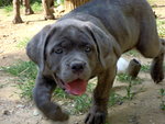 Bellissime Cucciole cane Corso - Foto n. 10