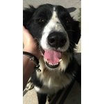 🐶 Border Collie maschio in adozione a Mazara del Vallo (TP) e in tutta Italia da privato