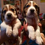 Cuccioli di Beagle - Foto n. 1