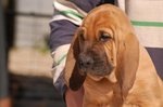 Cuccioli di Razza Bloodhound - Foto n. 5