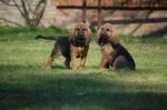 Cuccioli di Razza Bloodhound