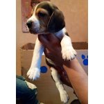 Cuccioli di Beagle - Foto n. 2