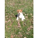 Cucciolo di jack Russell - Foto n. 2