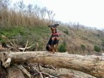 Accoppiamento Pinscher - Foto n. 2