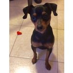 Accoppiamento Pinscher - Foto n. 4