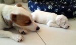 Jack Russell Terrier - Foto n. 5