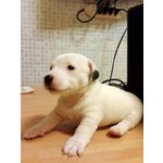 Jack Russell Terrier - Foto n. 6