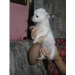 Cucciolo Chihuahua con Pedigree - Foto n. 2