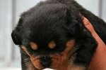 Cuccioli Rottweiler con Pedigree - Foto n. 1