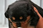 Cuccioli Rottweiler con Pedigree