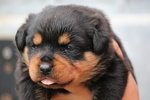 Cuccioli Rottweiler con Pedigree - Foto n. 2