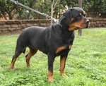 Cuccioli Rottweiler con Pedigree - Foto n. 3