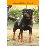 Cuccioli Rottweiler con Pedigree - Foto n. 4