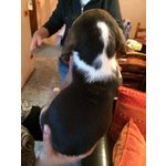 Cuccioli di Beagle - Foto n. 5