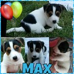 4 Cuccioli Bellissimi e Dolcissimi di jack Russel - Foto n. 2