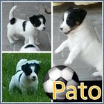 4 Cuccioli Bellissimi e Dolcissimi di jack Russel - Foto n. 3