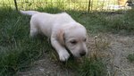 Cuccioli di Labrador - Foto n. 2