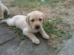 Cuccioli di Labrador