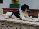 Morgana Dolce e Affettuosa Cucciola Cerca Casa - Foto n. 2