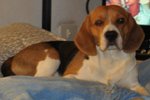 Cuccioli di Beagle - Foto n. 7