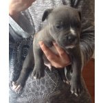 Cuccioli Pitbull blue nose Ukc