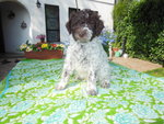 Cuccioli di Lagotto Romagnolo - Foto n. 1