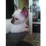 Ultimi Cuccioli Disponibili di Razza thai (siamese old Style)-Allev.dei Laghi di Caladan - Foto n. 7